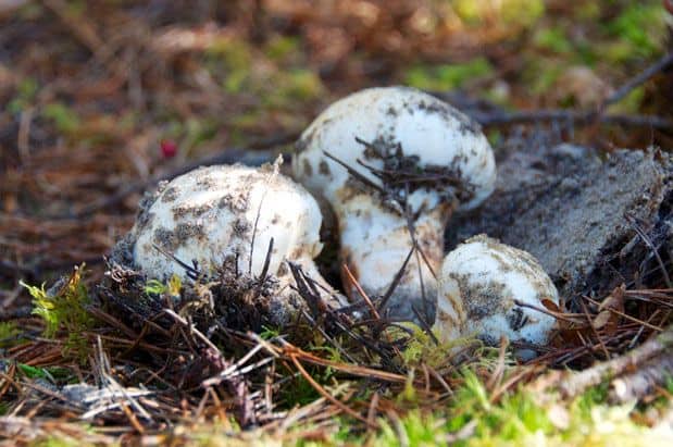 HOWL FAIRBANKS MITT MUSHROOM Sサイズ HOWL FAIRBANKS MITT MUSHROOM Sサイズ